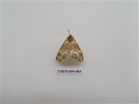 藏品(尺蠖蛾科)的圖片